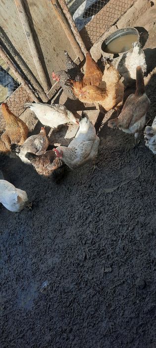 Тауықтар адлер кушин