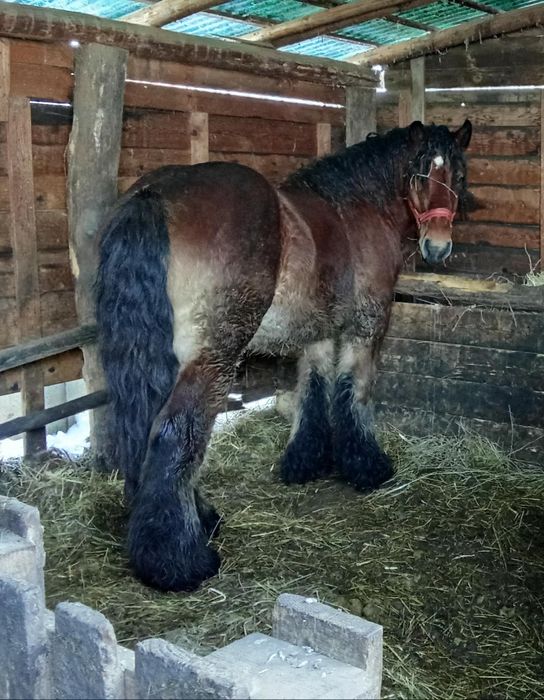 Armăsar Belgian de vânzare