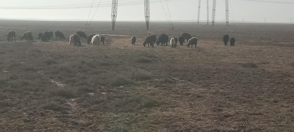 Семіз қой сатамын