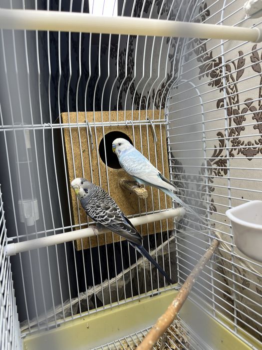 Папугай ……………………