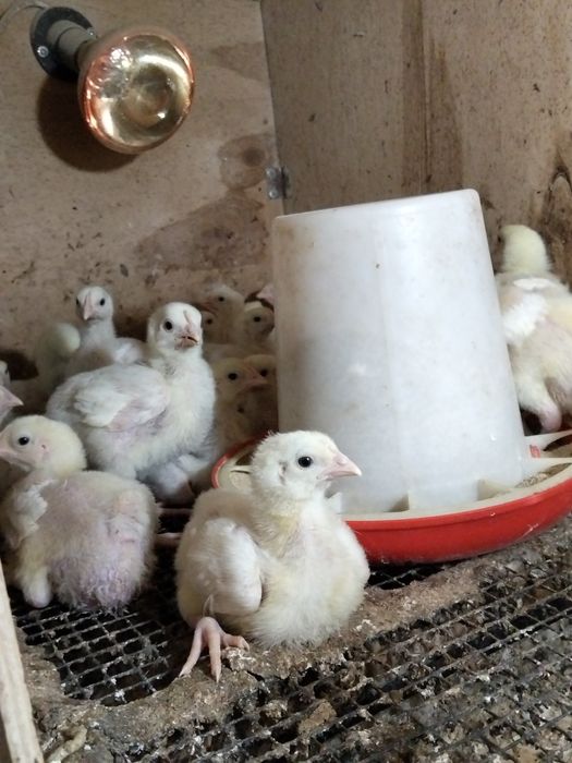 Продам цыплят бройлера