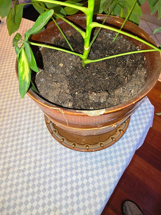 Продавам шефлера