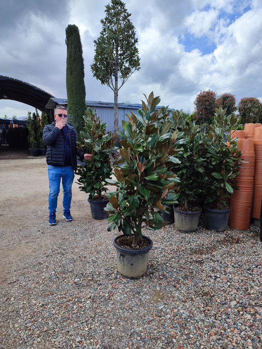 Magnolia grandiflora veșnic verde