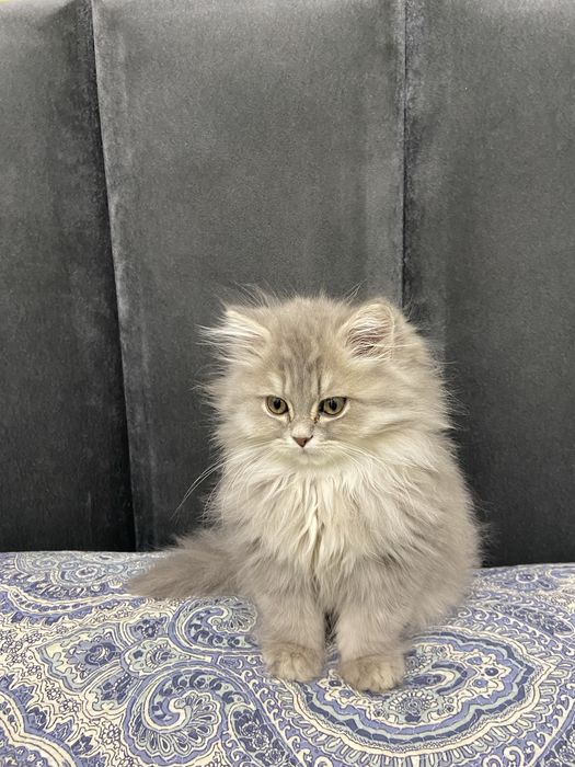 Продается милый котенок