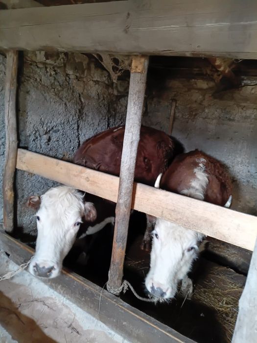 Семіз құнажындар сатам