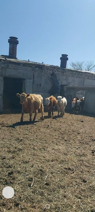 Ургашы баспактар сатылады