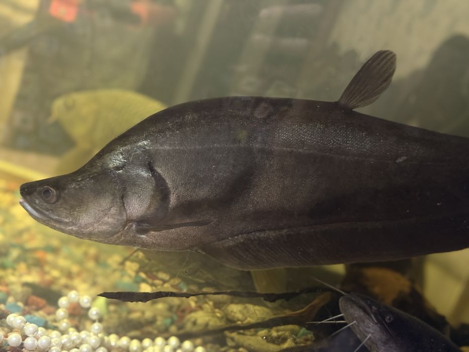 Акулий рыба и другие