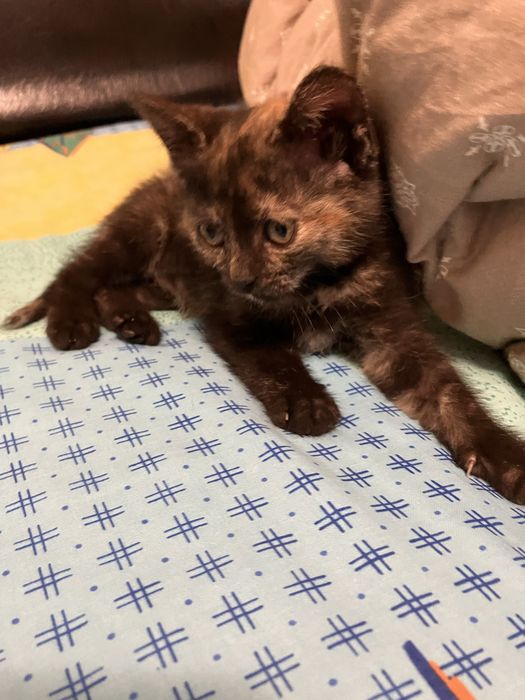 Pisoi spre adoptie ,pisica ,pisicute
