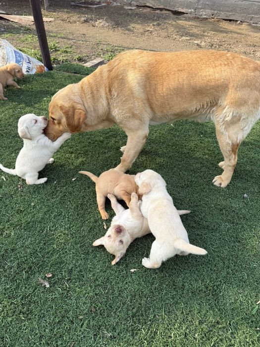 Продам щенков лабрадора