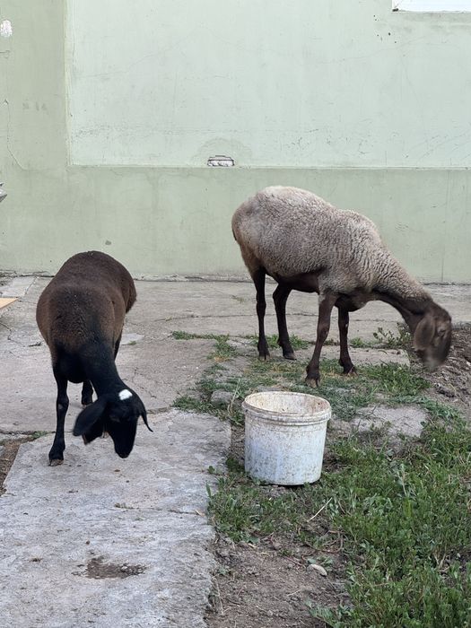 Ona bola qoylarimiz sotuvda