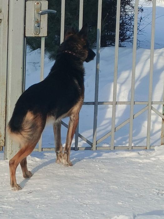 Отдам в добрые руки