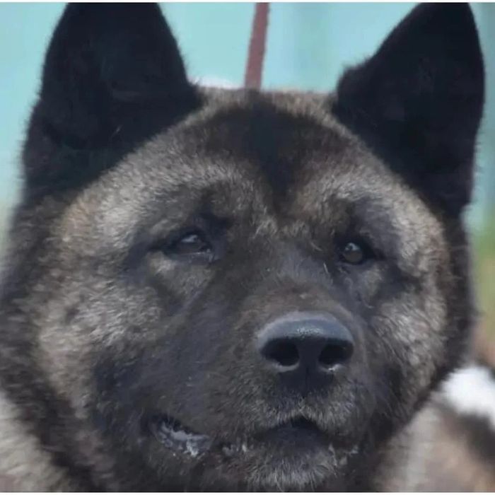 Детки от этой красивой пары