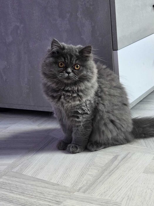 Женско персийско коте