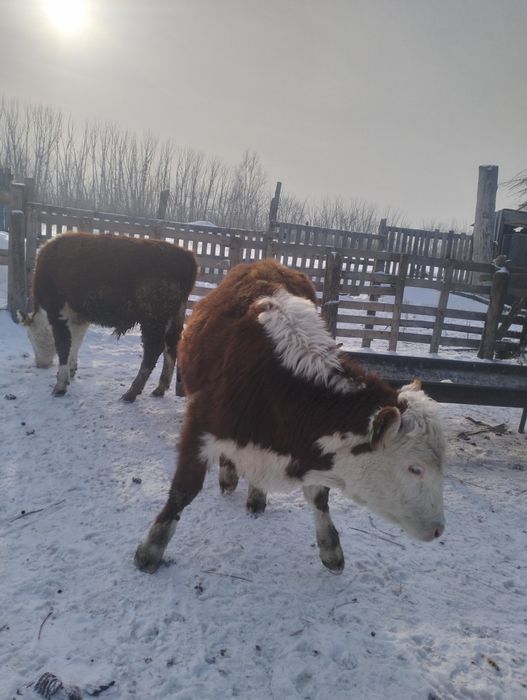 Таза Ак бас торпактар сатылады