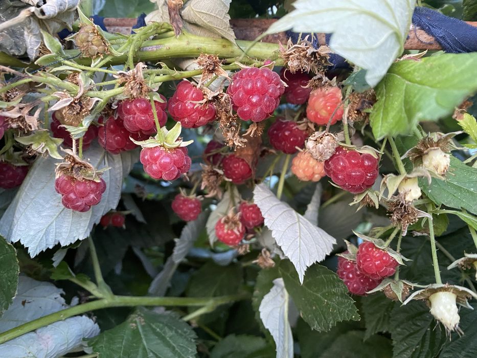 Саженцы малины