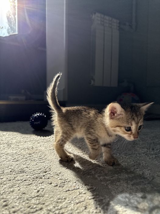 Отдам котят в добрые руки