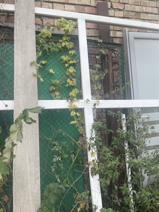 Продам старый железный на распах забор со стоиками