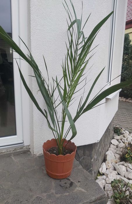 Palmier phoenix canariensis