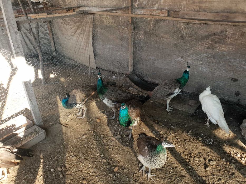 Pui de paun indian blue