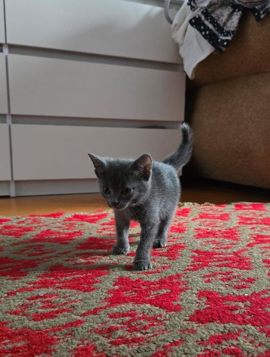 Отдам котят в добрые руки