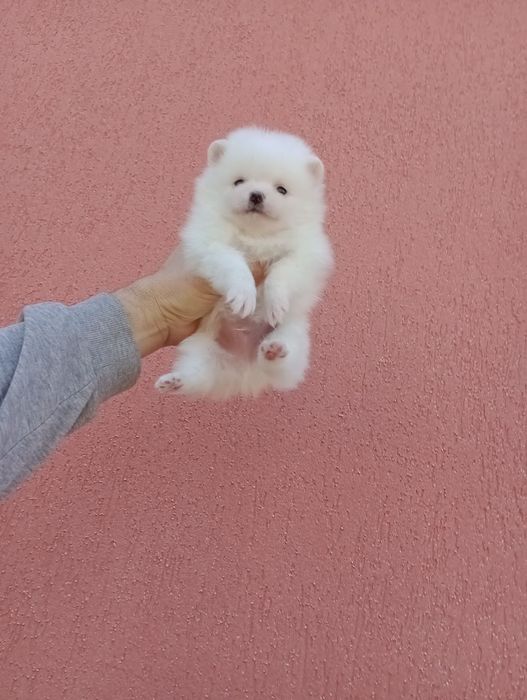 Бели мъжки и женски. Померани.