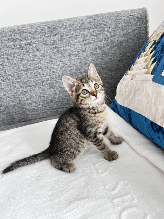 Отдам в добрые руки.