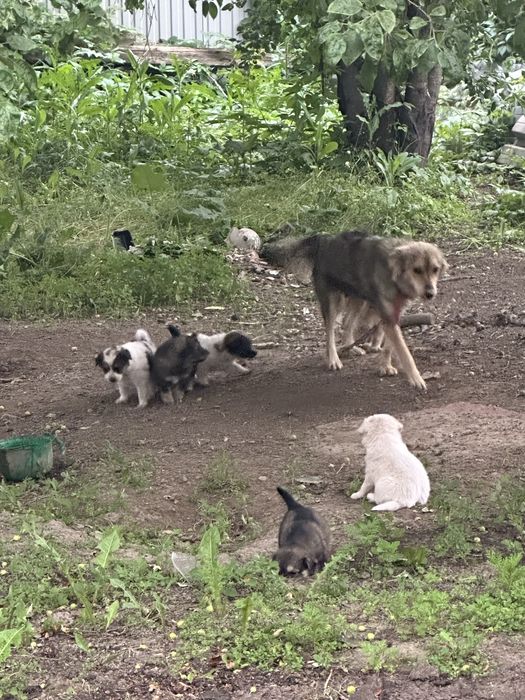 Отдам в добрые руки