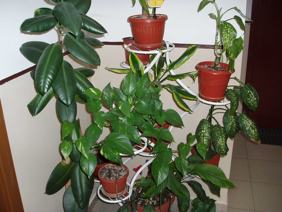 Olympus Camedia Digital C-470 Zoom