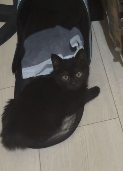 Черный котенок бесплатно