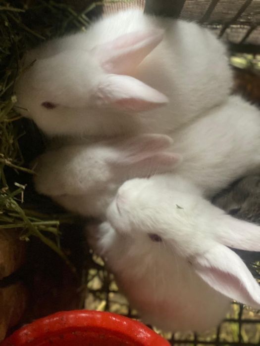 Кролики калифорния