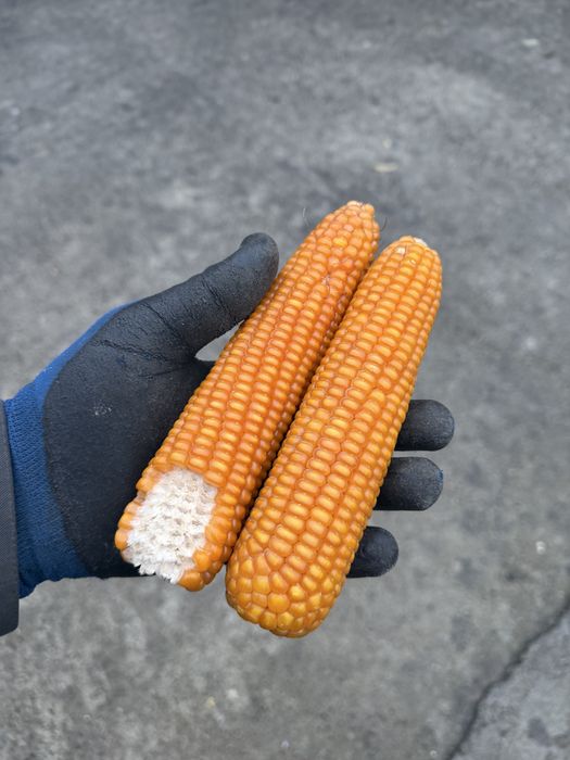 Porumb sticlos pentru malai