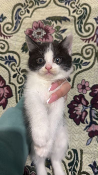 Маленькие котята