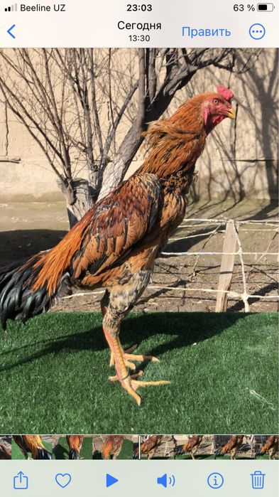 Япон  шамо  сотилади