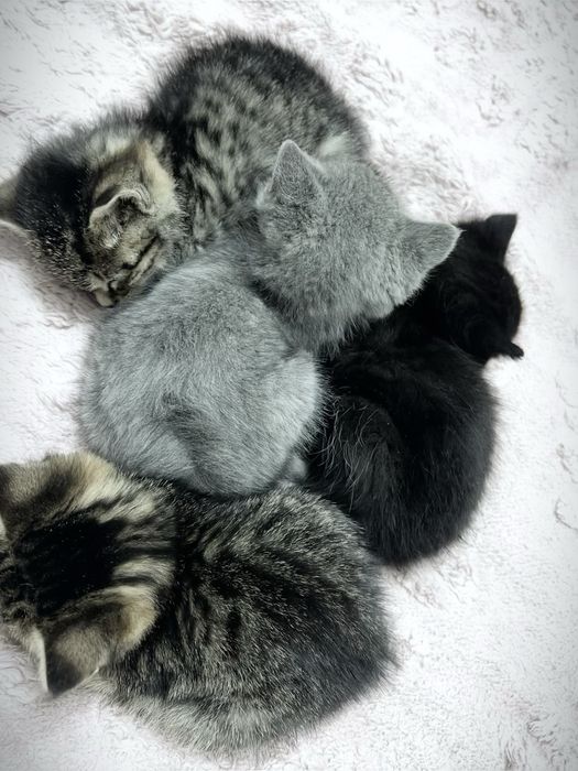 Котята в добрые руки
