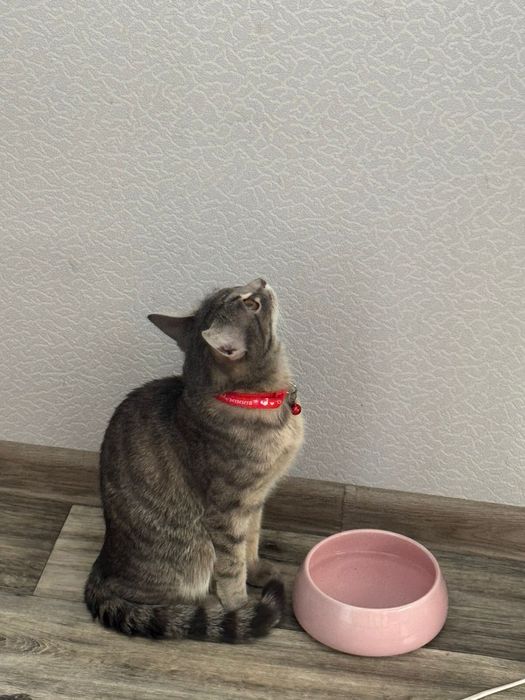 Котенок 3х месячный