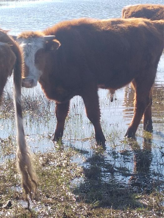 Продам бычков больших