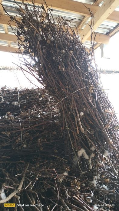 Гузапоя сотилади 12000 мигдан ками бор