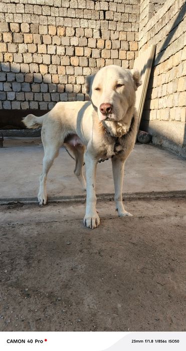 Алабай щенок Alabay bolasi