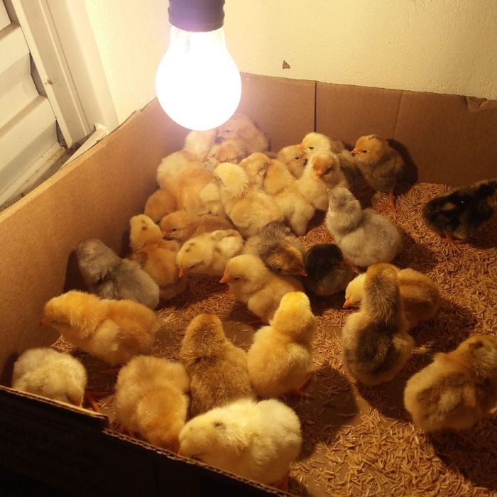 Австралорп, Ханхяп куры