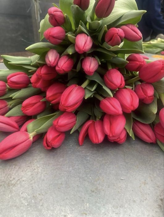 Тюльпаны на 8 марта