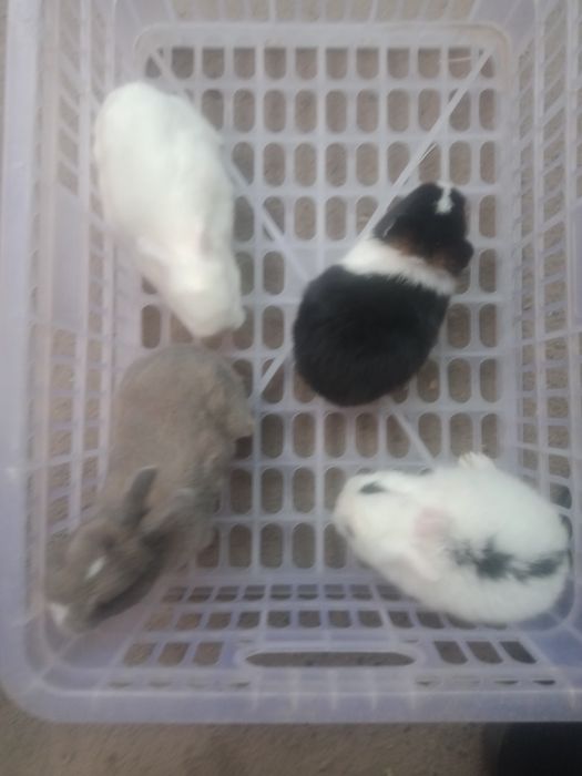 Кролики декоративные