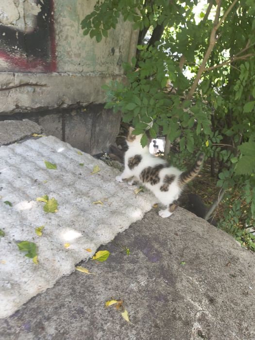 Подарявам котенца