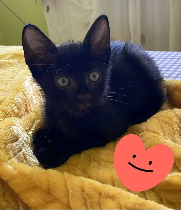 Adoptie pisicut negru Martinel