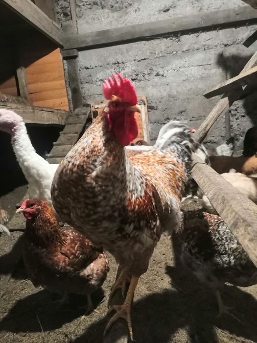 Продам петухов Билефельдер