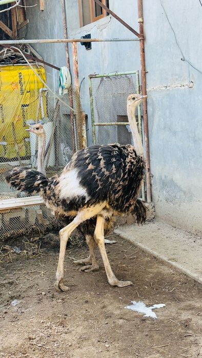 Tuyaqush 6-7 oylik srochna sotiladi( страус)