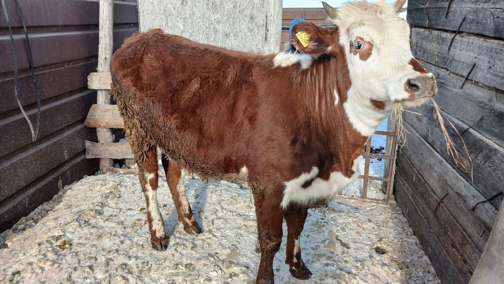 Продам хорошую телочку