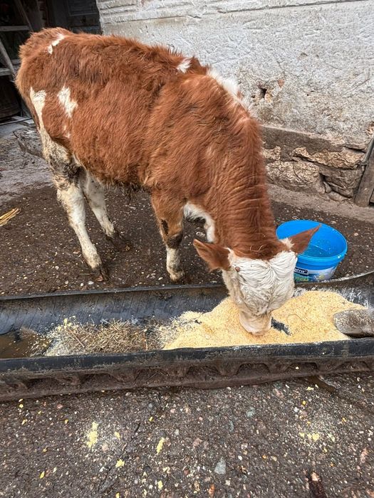 Vitel   de   vanzare  .