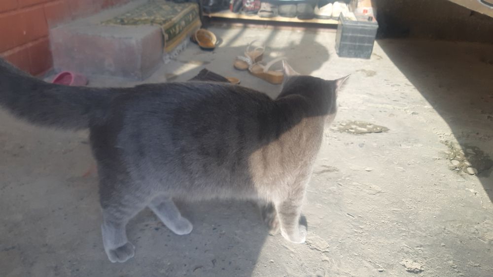 mushuk british fold sotiladi