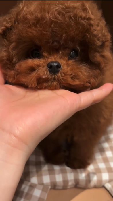 Тедди той пудель Китай.