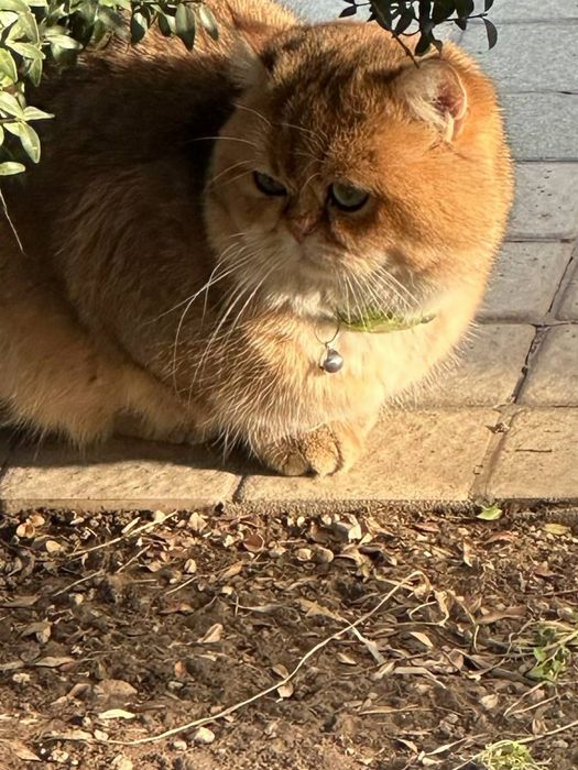 Вязка(Nasl olish uchun.  Золотистый